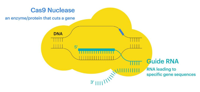 툴젠 주가 전망 주식 분석
