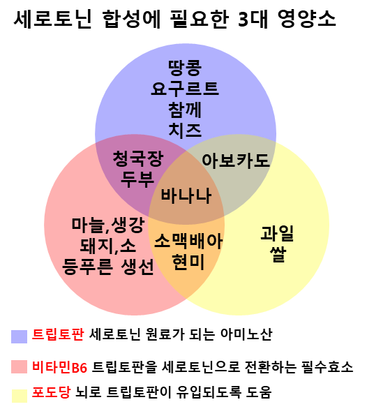 세로토닌 합성에 필요한 3대 영양소