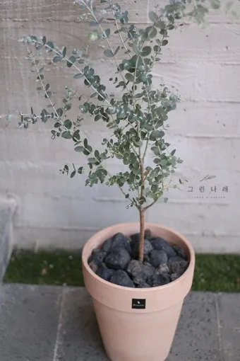 유칼립투스 물주기 향기유지 가지치기 환기관리 실내에서 키우는 요령_3