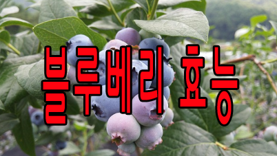 블루베리 효능