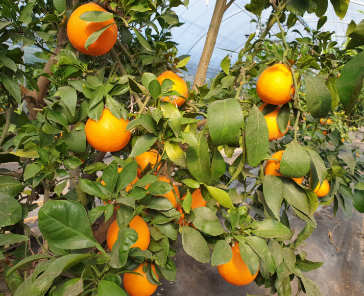 양지농원 황금향