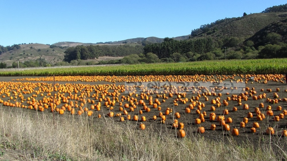 Pumpkin Farm