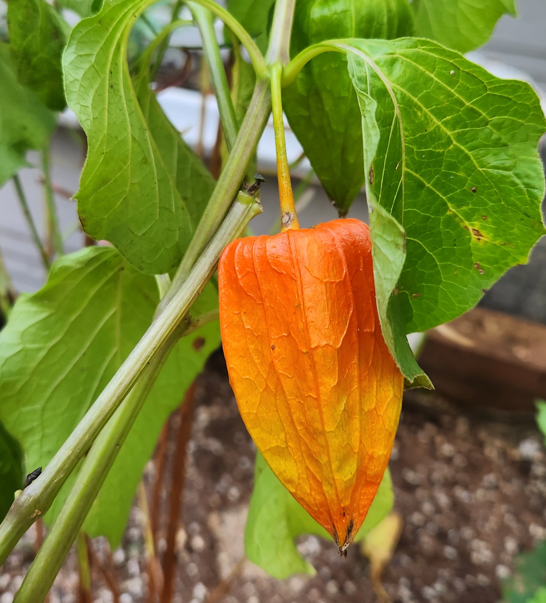 주황색 등불 모양의 꽈리 열매가 초록 잎 사이에 매달려 있는 모습