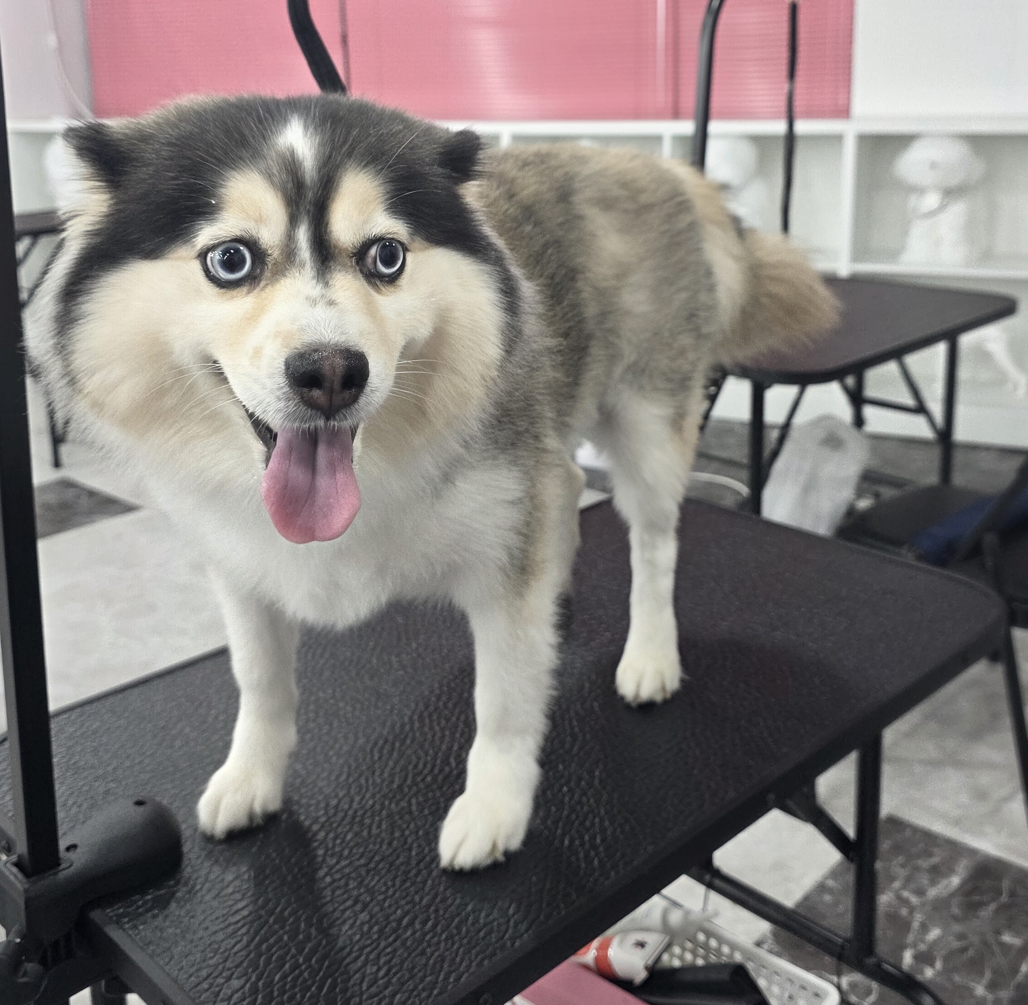 대전 유성구애견미용학원