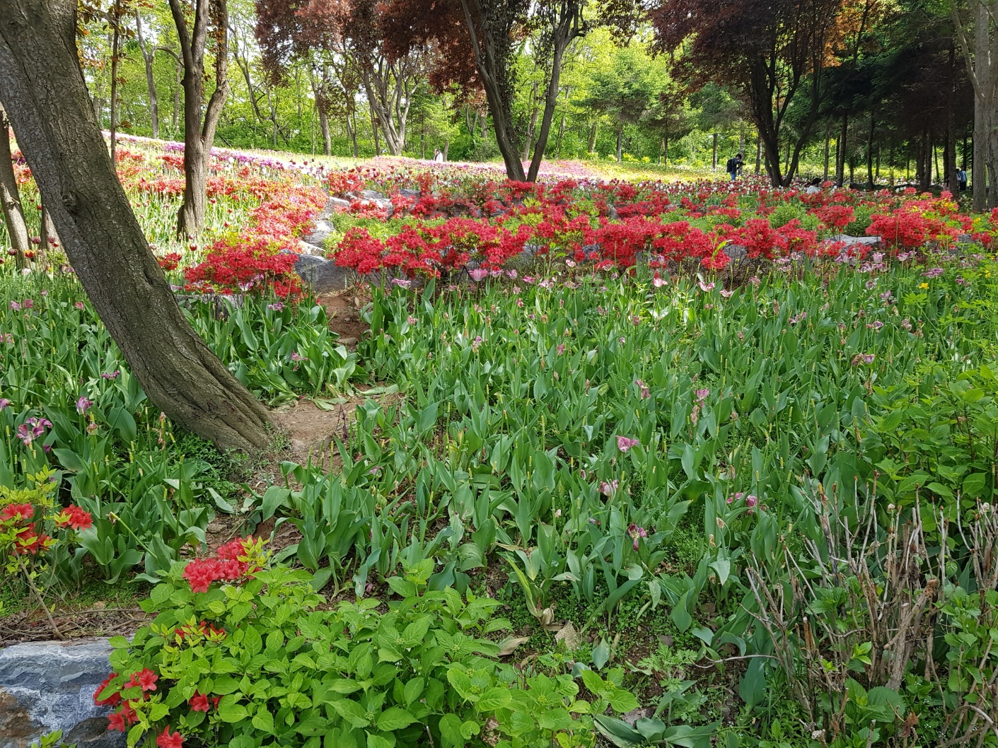 2026 벚꽃 개화시기 언제? 전국 명소 완벽 정리