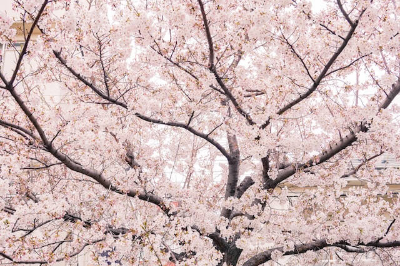 벚꽃