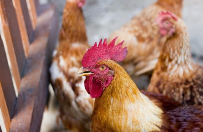 계란값 8000원 돌파 위기…대형마트의 비상 작전, 소비자 혜택은?