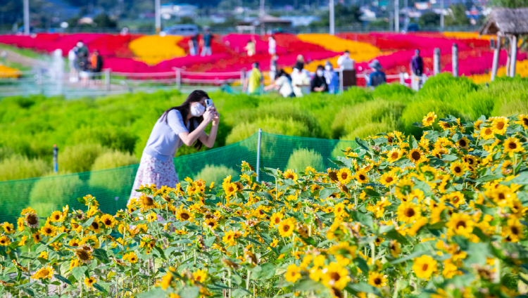 철원 고석정 꽃밭축제