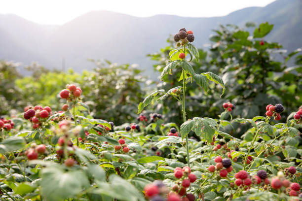 산딸기 효능 14가지, 칼로리, 종류, 재배기간 및 부작용'까지 참고하시기 바랍니다.