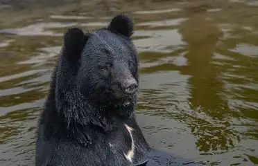 자연 생태계와 멸종 위기 동물
