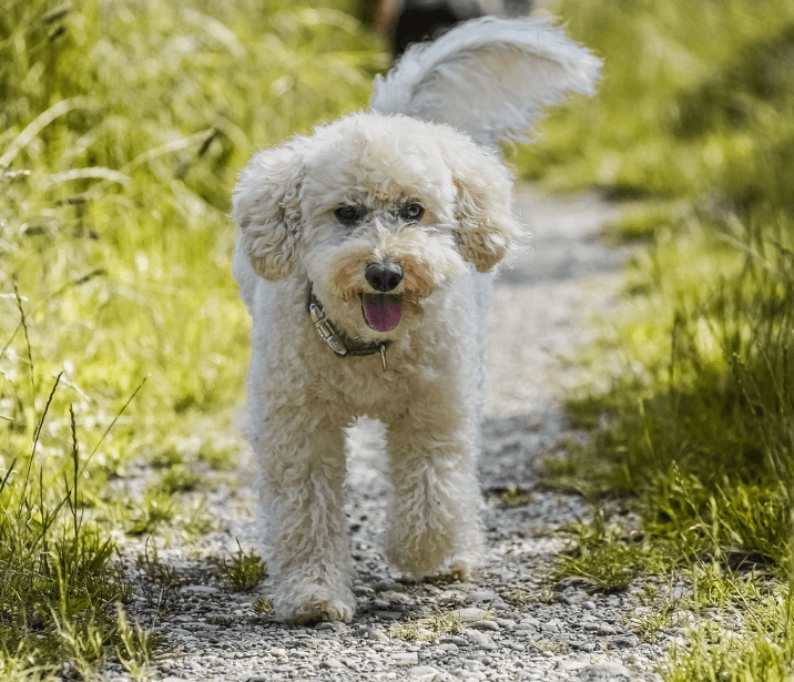 애완용 강아지 종류 및 특징 정리 - 소형 강아지 종류