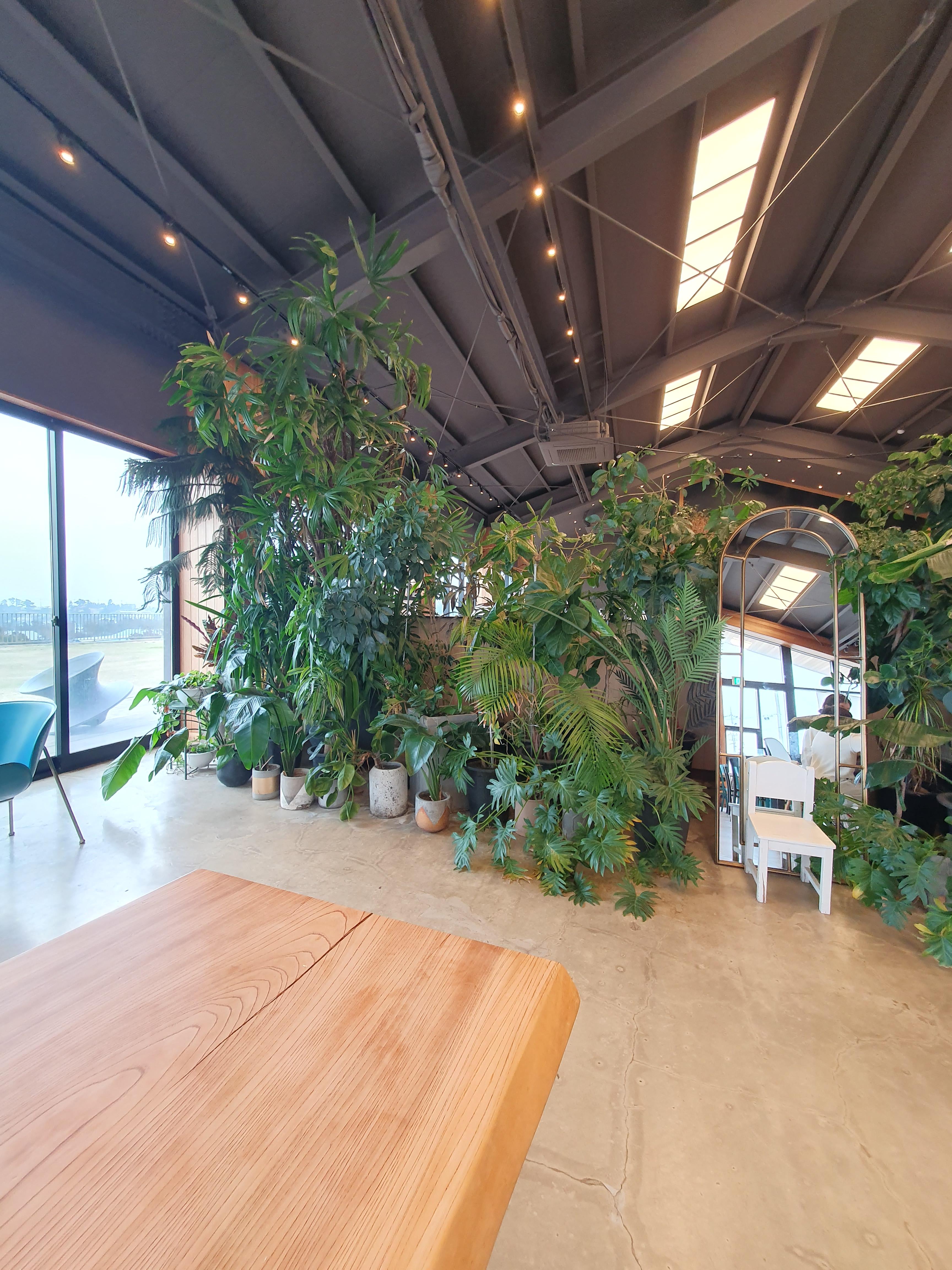 제주 토토아뜰리에 화분이 많아서 숲속에 온거 같음.