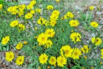 씀바귀 무침 김치 담그는법 레시피_13