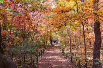 서울 도시숲의 숨은 건강 기능 : 곰팡이 다양성이 알레르기를 낮춘다