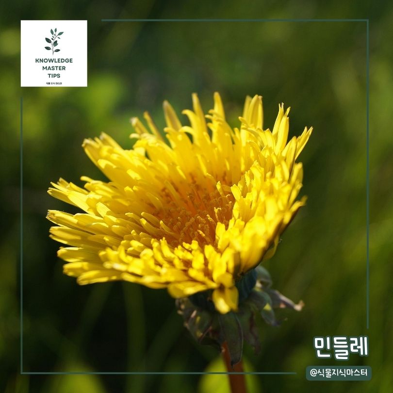 봄에 심기 좋은 꽃 - 민들레