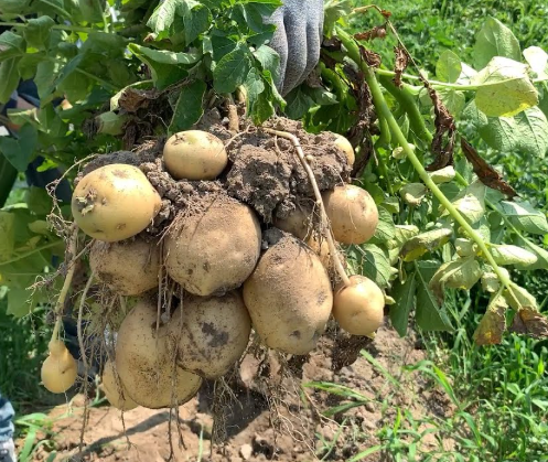 가을감자심는시기 씨감자 파종시기 재배 키우는 방법 감자캐는시기 4