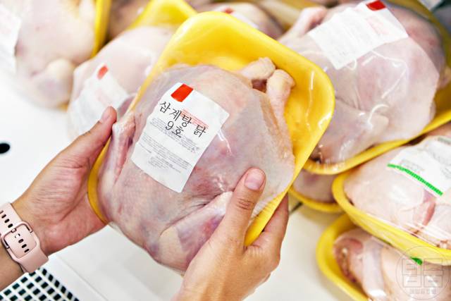 상한 닭고기 구별 상한닭냄새