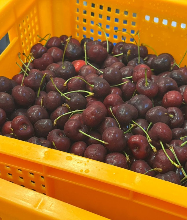 탕후루 알바 후기