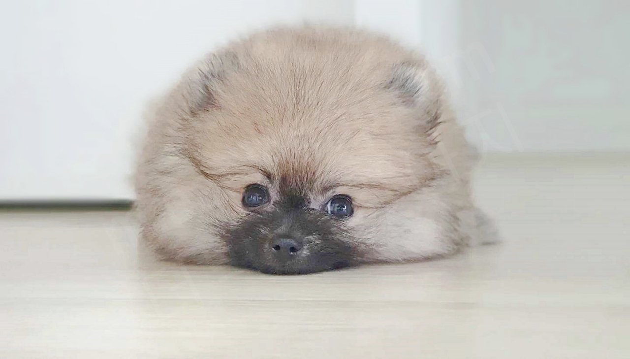 인절미 찹쌀떡처럼 동그란 아기 강아지