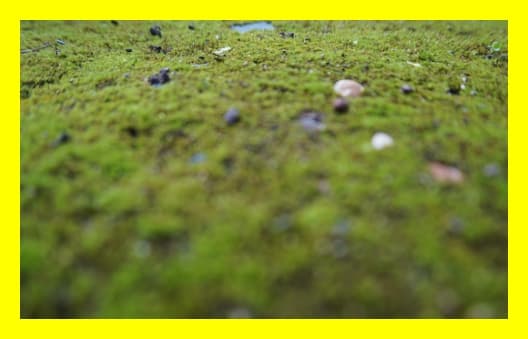 CDP 서플라이 체인(Supply Chain) 설문 대응법 완전 가이드