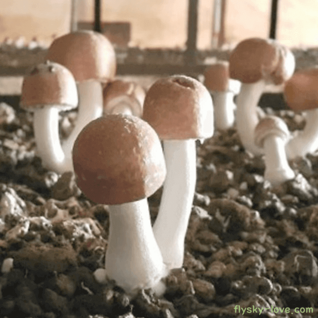 아가리쿠스 버섯 효능