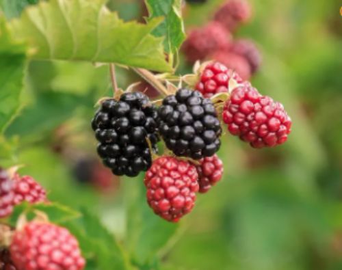 복분자