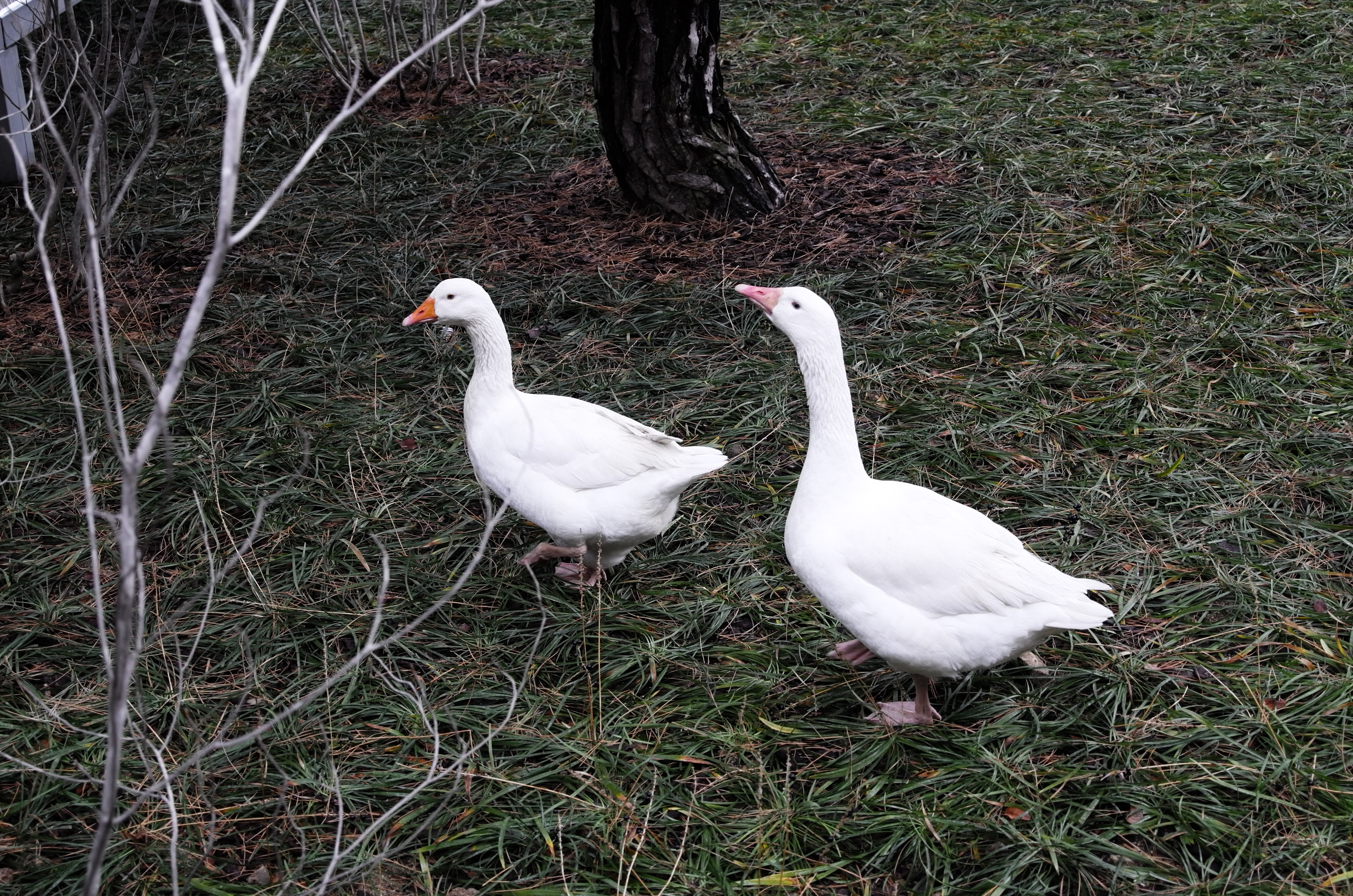 MRNW 야외공간에 거위