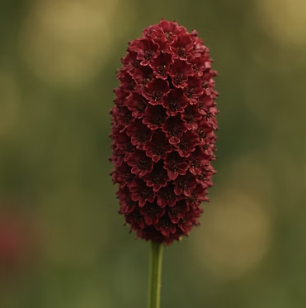 오이풀 키우기 A to Z (파종, 효능 총정리)