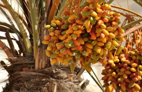 대추야자 효능효과 영양성분과 부작용