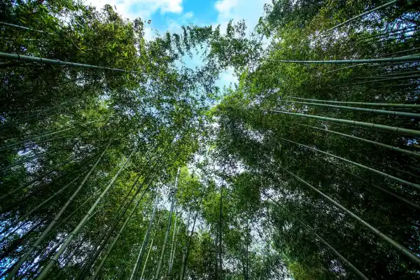 담양에 갈만한곳 여행코스추천과 대나무축제 및 도시정보
