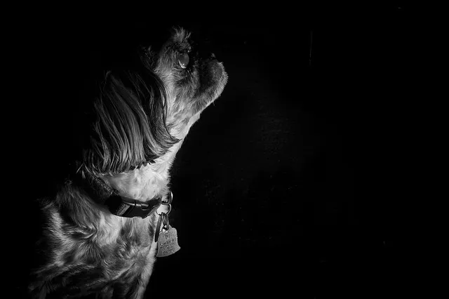 시츄 분양 가격 성격 장단점_9