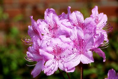 군포 철쭉축제 기간, 개막식, 가는길 , 주차