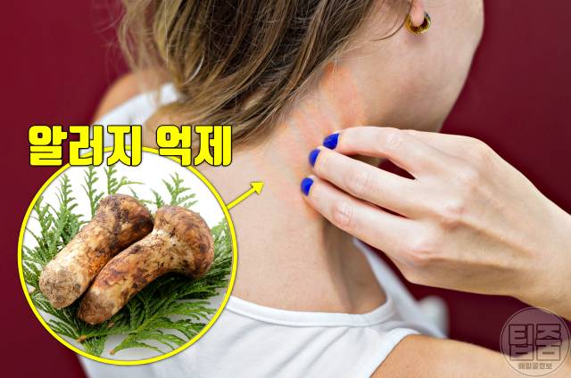 송이버섯 효능 알러지