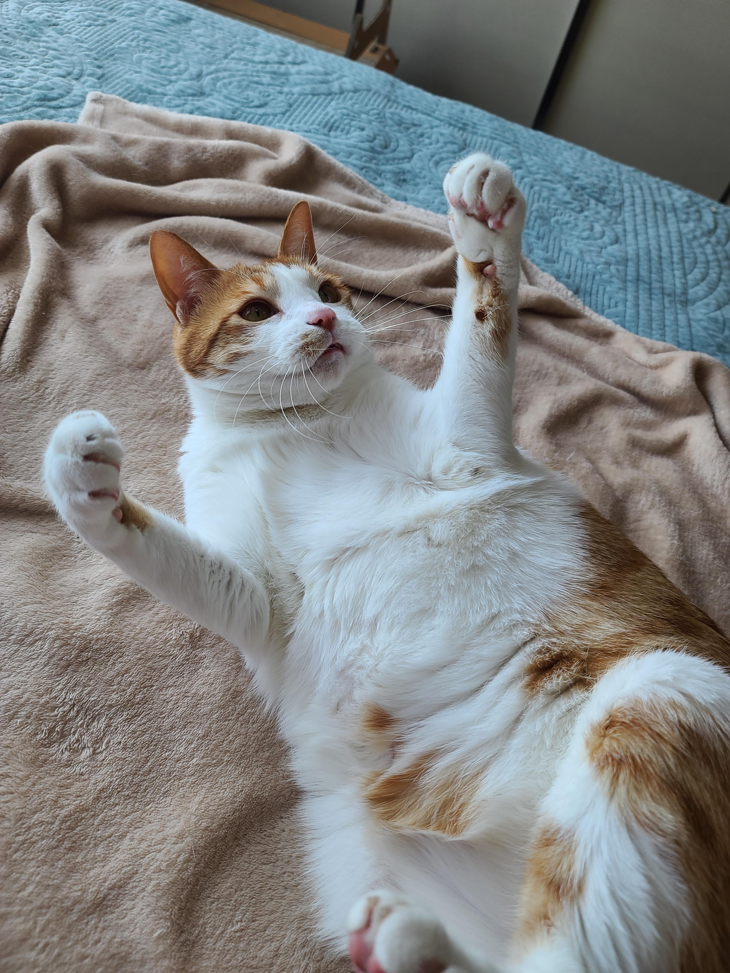 고양이 수염의 역할. 우리집 고양이들의 사냥할때 수염 모양새. 수염발사!! 사진귀여움 주의!