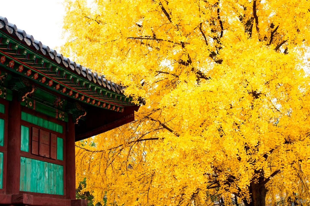Ginkgo