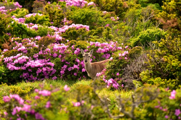 한라산 철쭉제 사진 이미지