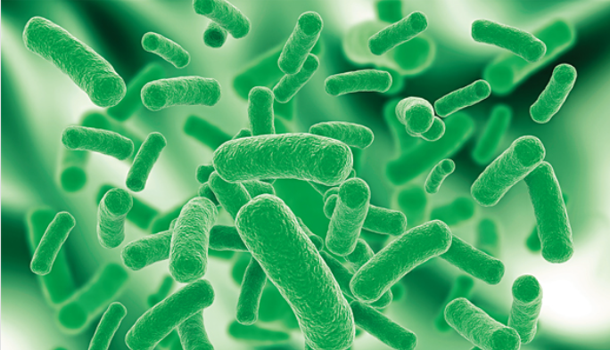 프로바이오틱스이미지사진