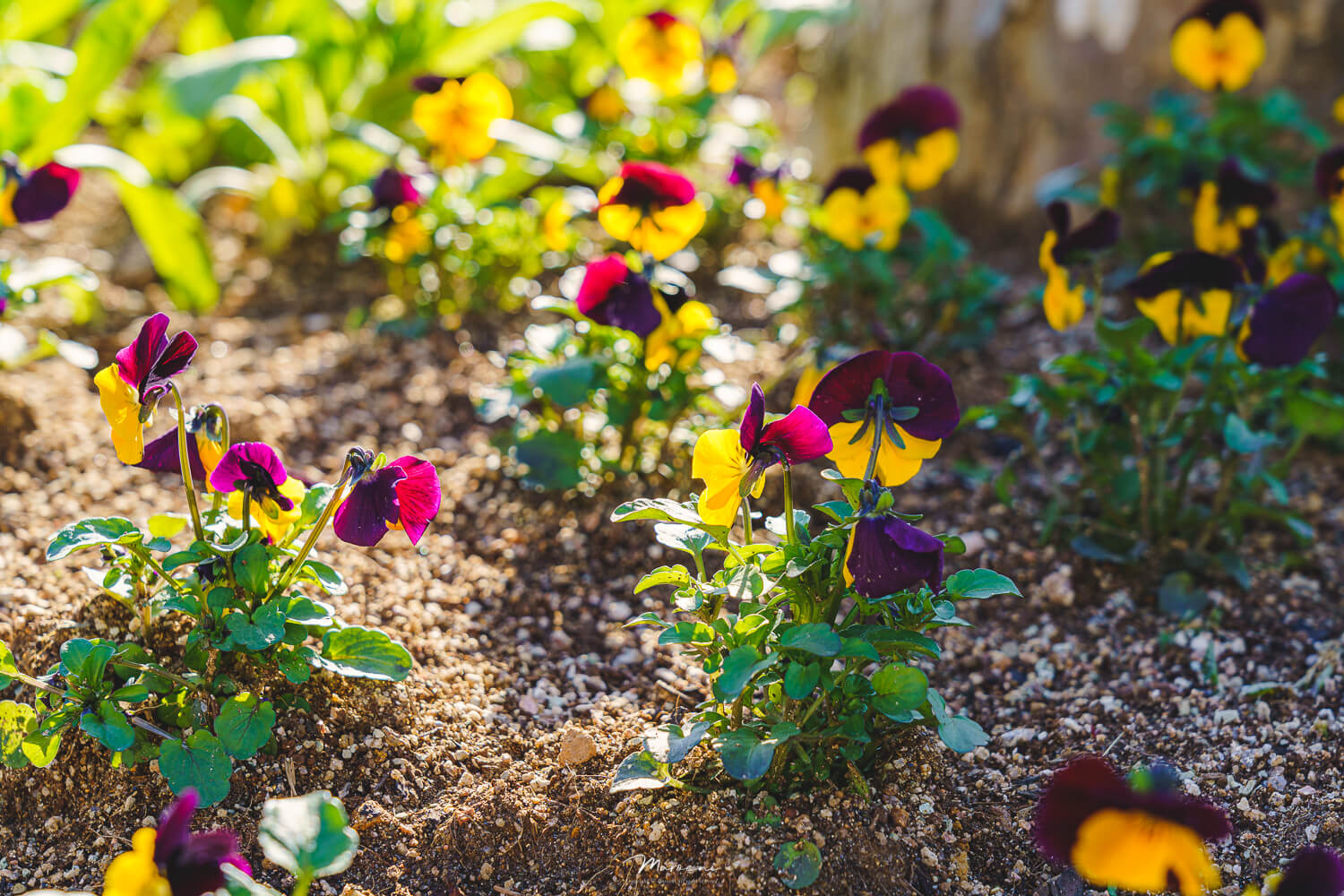 중앙공원 애견운동장