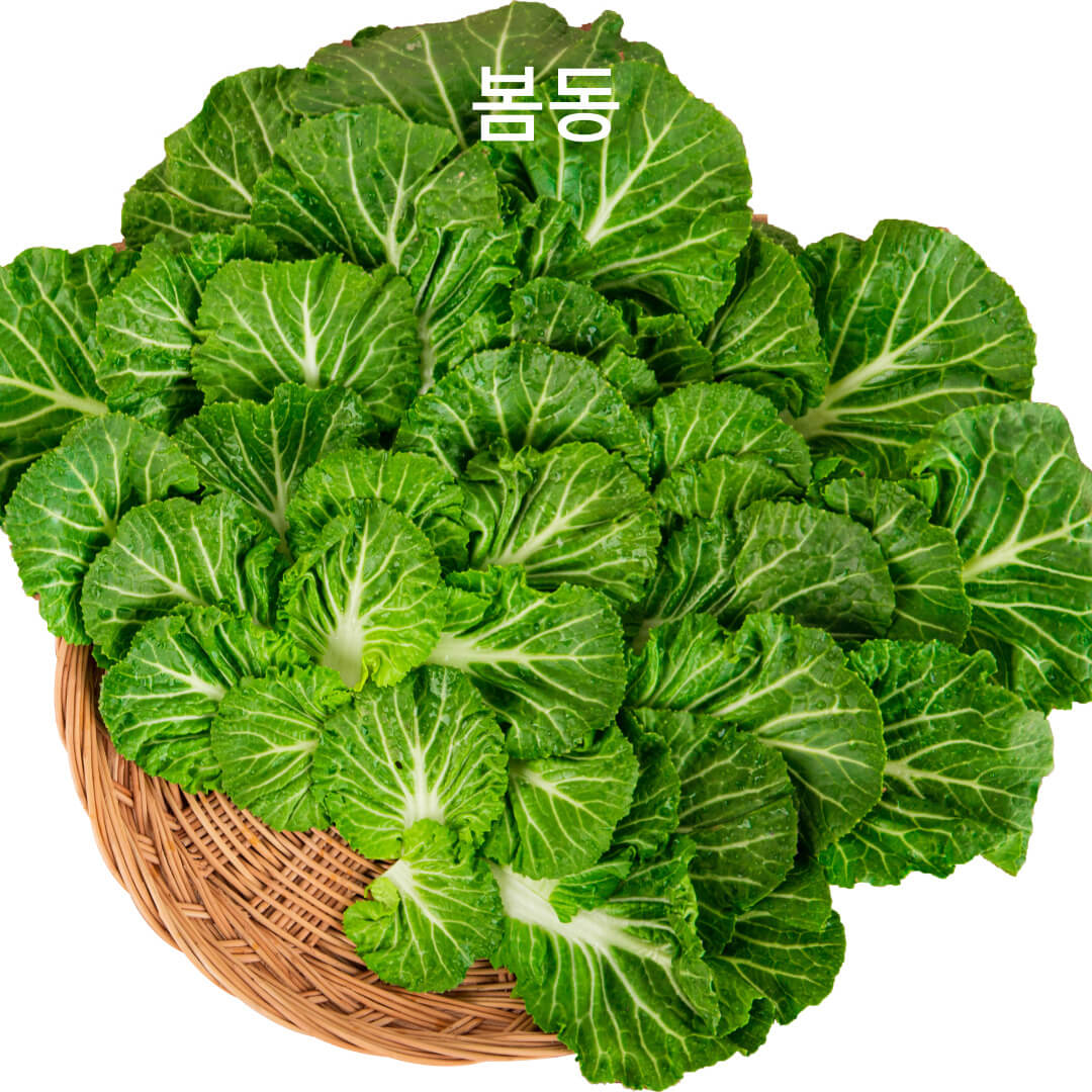봄동