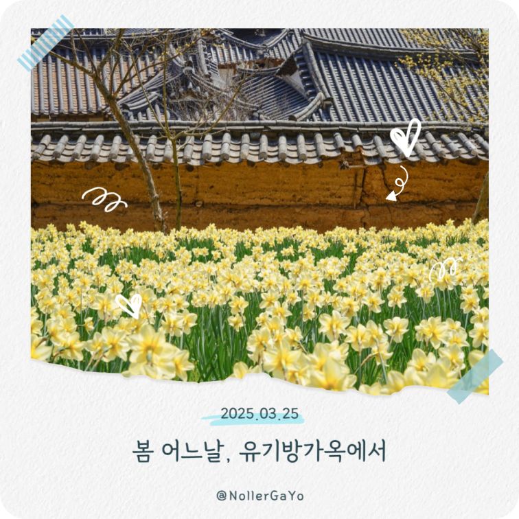 서산 유기방 가옥 수선화 축제 가격