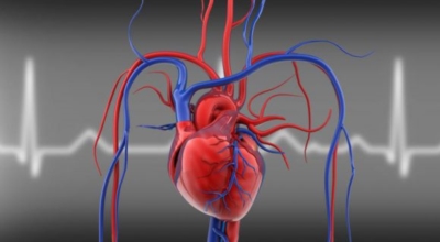 콜레스테롤 이미지