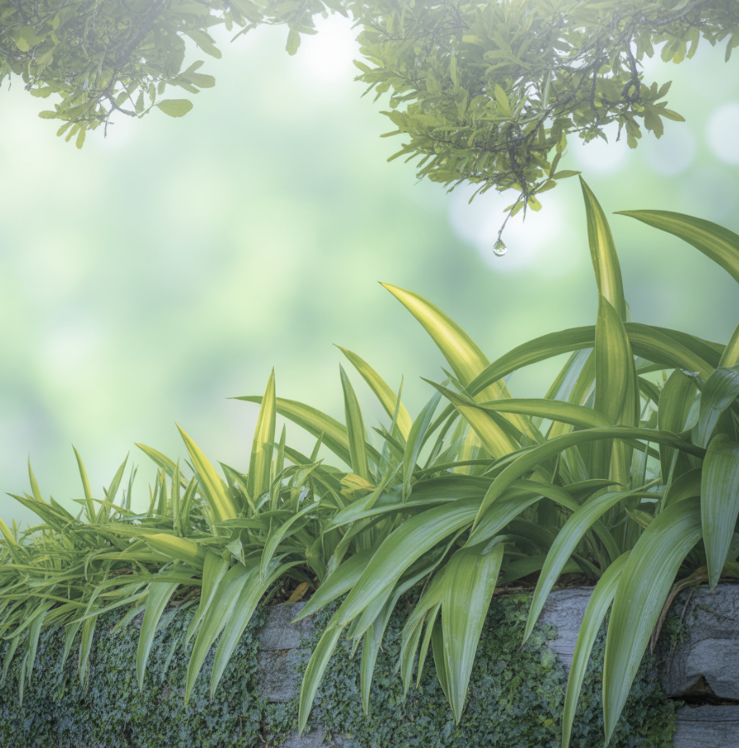 어디에 심든&amp;#44; &amp;#39;반그늘&amp;#39;을 좋아해요