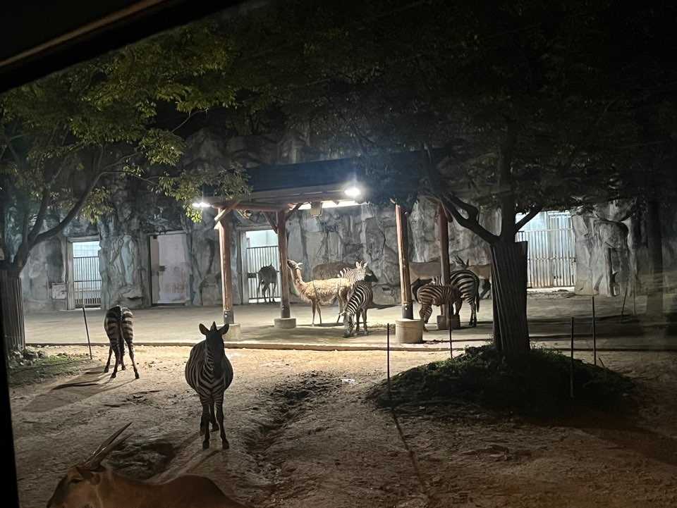 오월드 야간 사파리