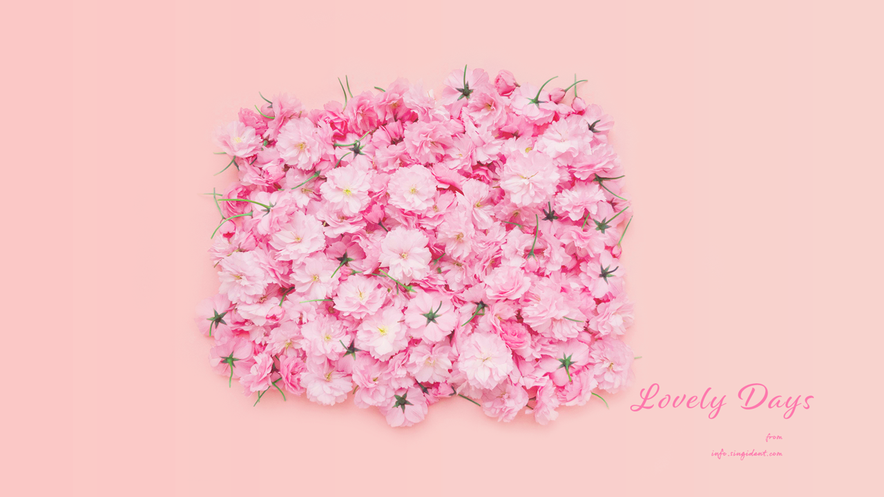 02 벚꽃 C - Lovely Days 꽃배경화면