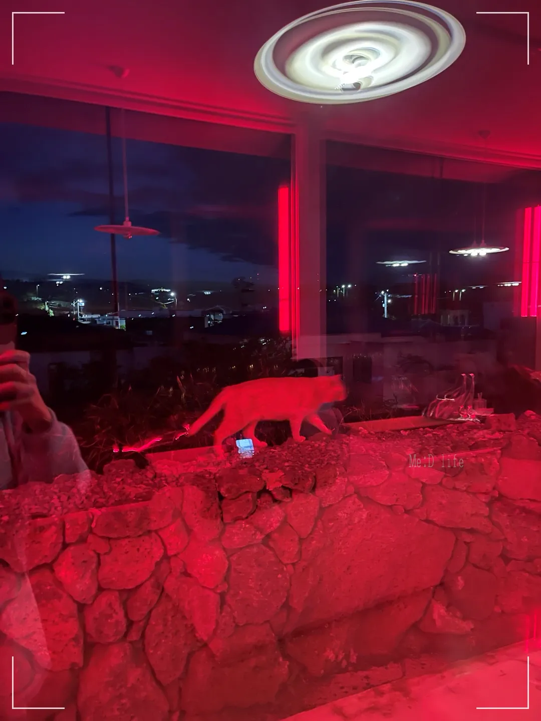 플로웨이브-낙화축제-용암-카페-제주도-한림-분위기-맛집-고양이