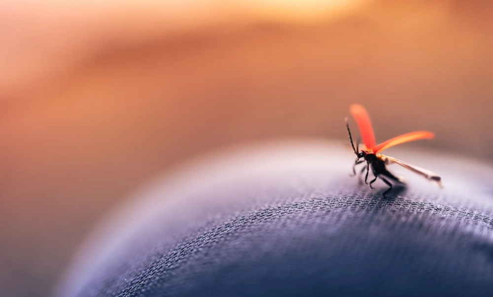 성인 일본뇌염 예방접종