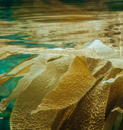 다시마 효능 부작용 칼로리