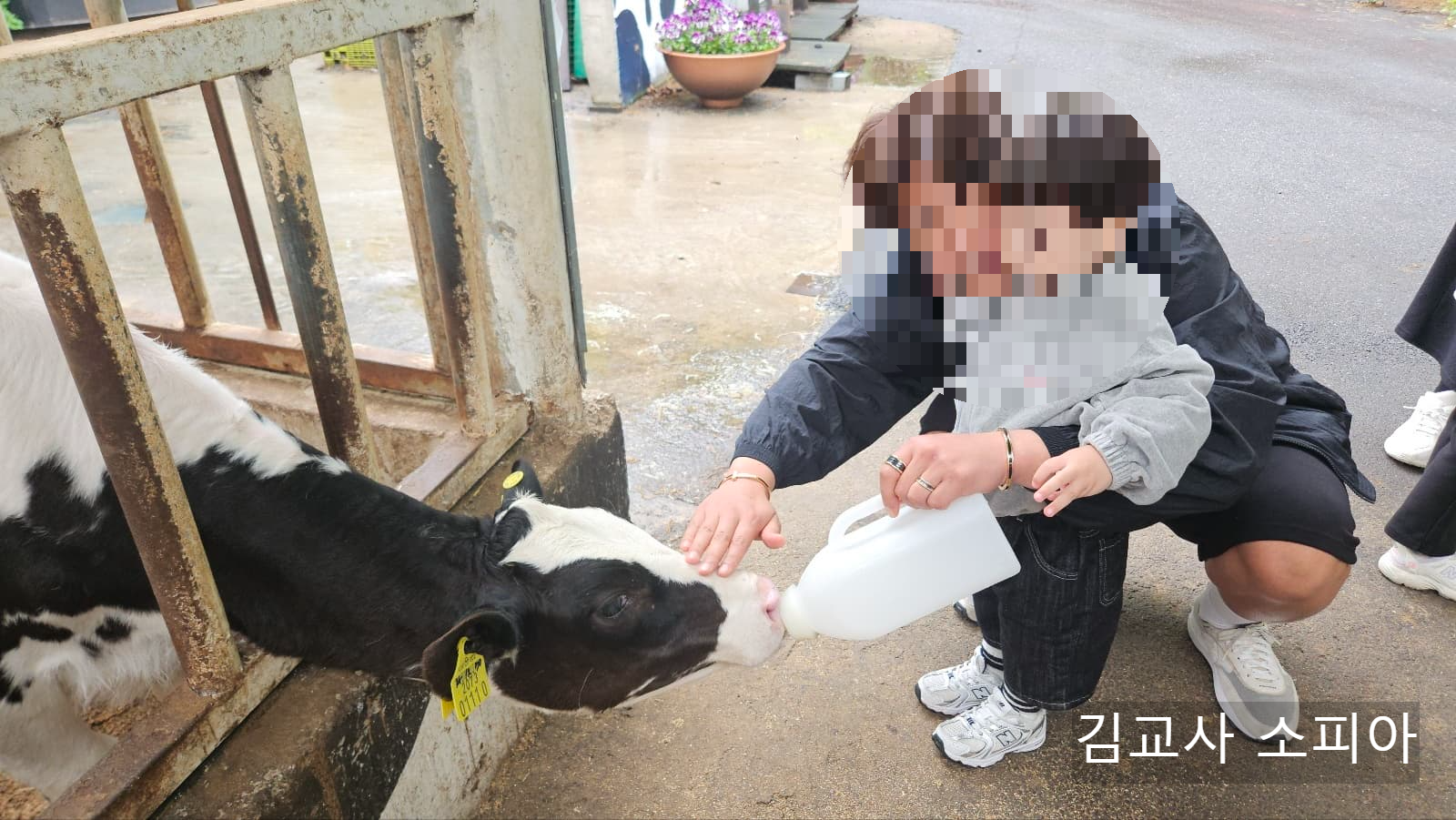 아이와 함께 체험하기 좋은 파주 모산목장🎈유치원 가족행사 장소로 딱! 우유주기부터 치즈까지🐄🧀