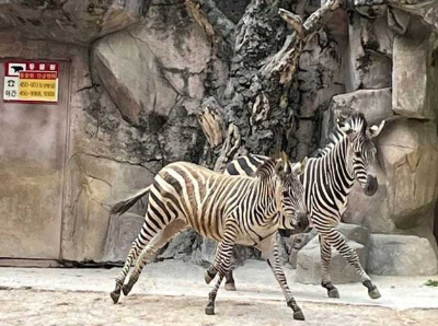 얼룩말 세로와 코코