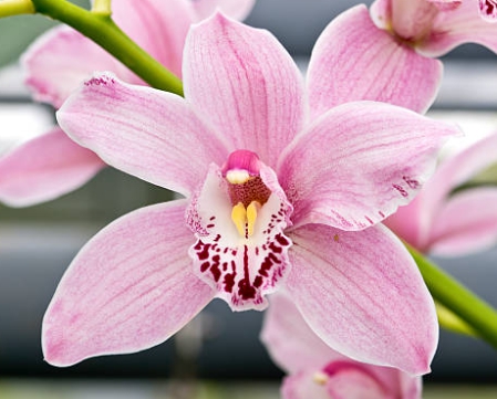 겨울 꽃 심비디움